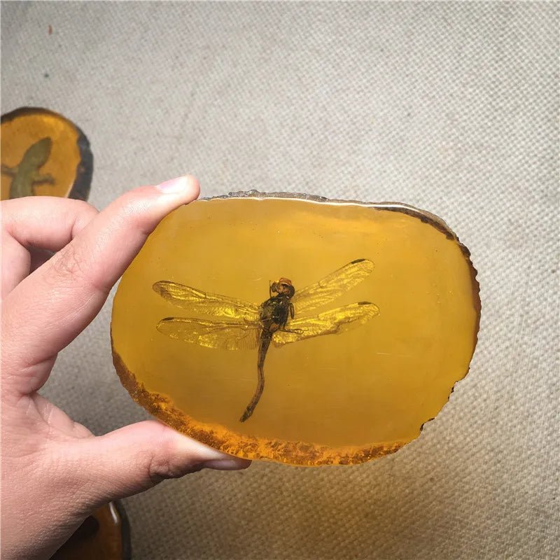 Beautiful Amber Dragonfly Gecko Butterfly I Know Scorpion Fossil Insects Manual Polishing - Gemtopia