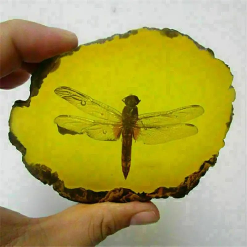 Beautiful Amber Dragonfly Gecko Butterfly I Know Scorpion Fossil Insects Manual Polishing - Gemtopia