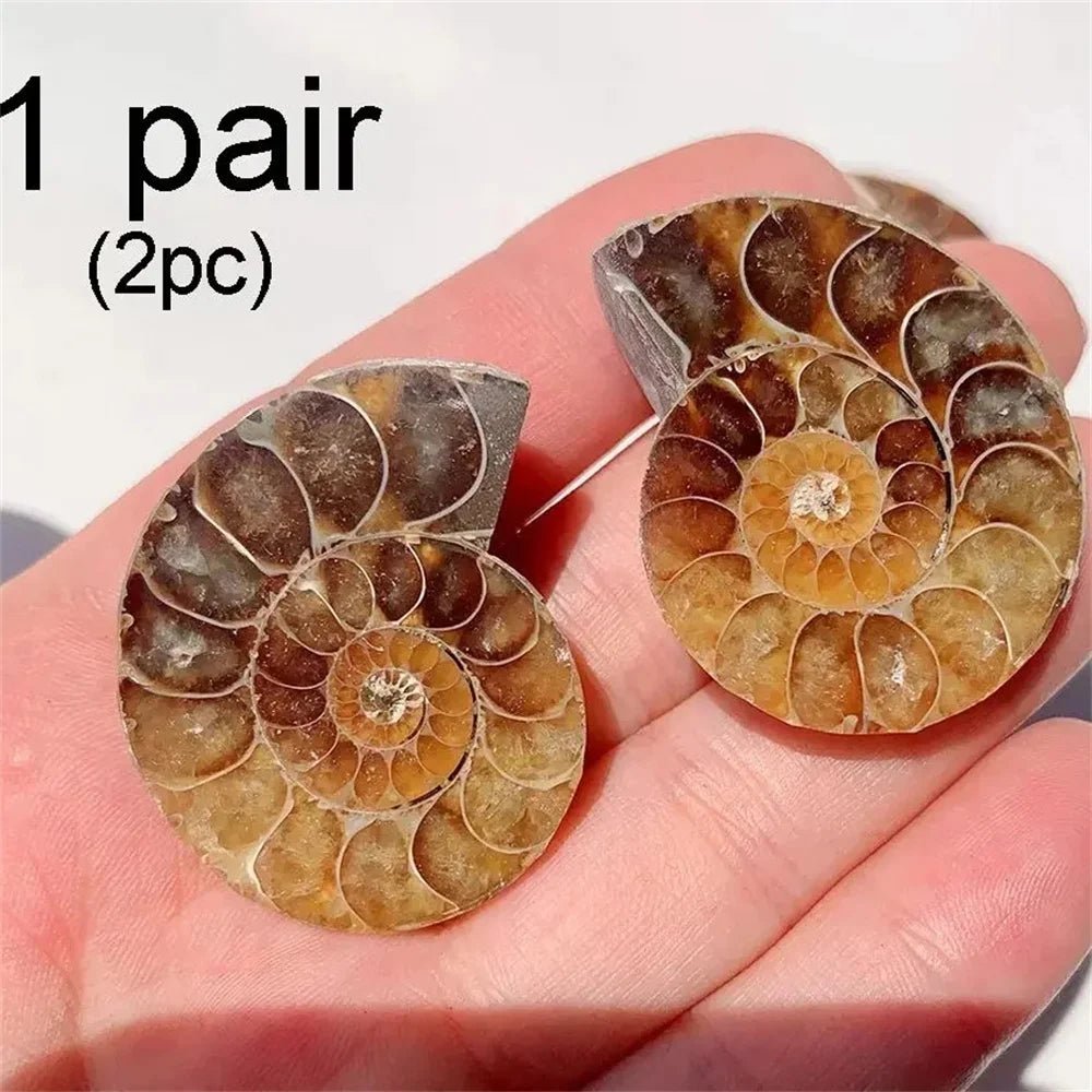 Natural Crystal Slice Mineral Specimen Gemstone Healing Quartz Rare Home Decoration Gifts Fengshui Ammonite Slice Collection - Gemtopia