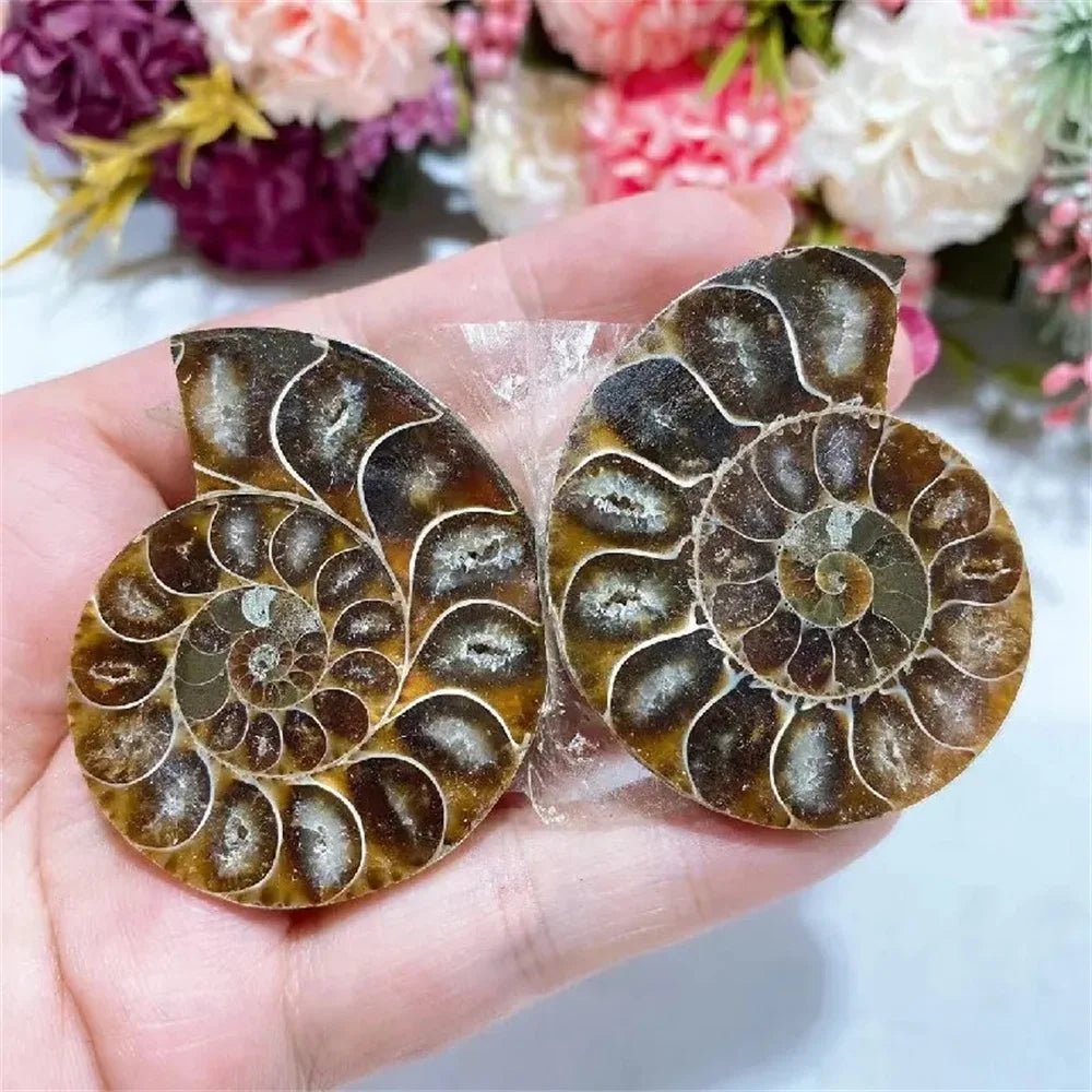 Natural Crystal Slice Mineral Specimen Gemstone Healing Quartz Rare Home Decoration Gifts Fengshui Ammonite Slice Collection - Gemtopia