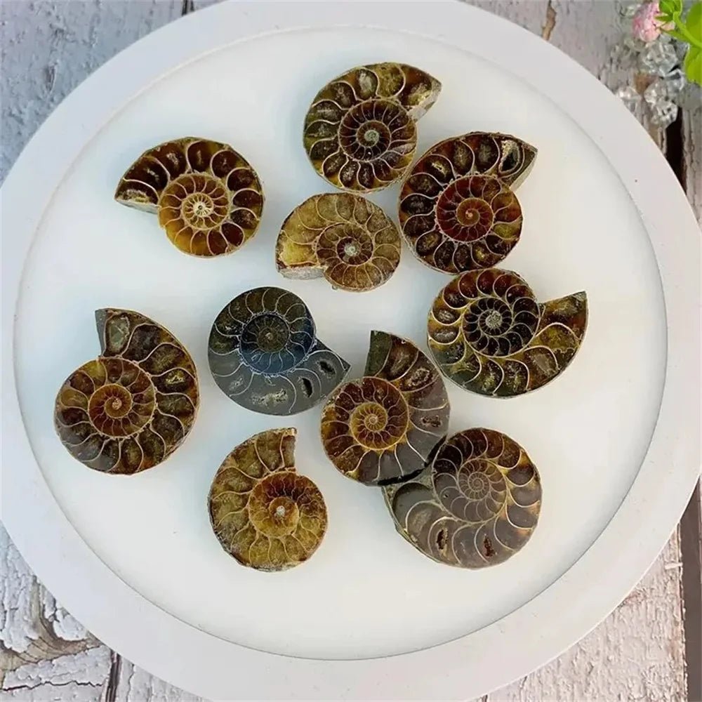 Natural Crystal Slice Mineral Specimen Gemstone Healing Quartz Rare Home Decoration Gifts Fengshui Ammonite Slice Collection - Gemtopia