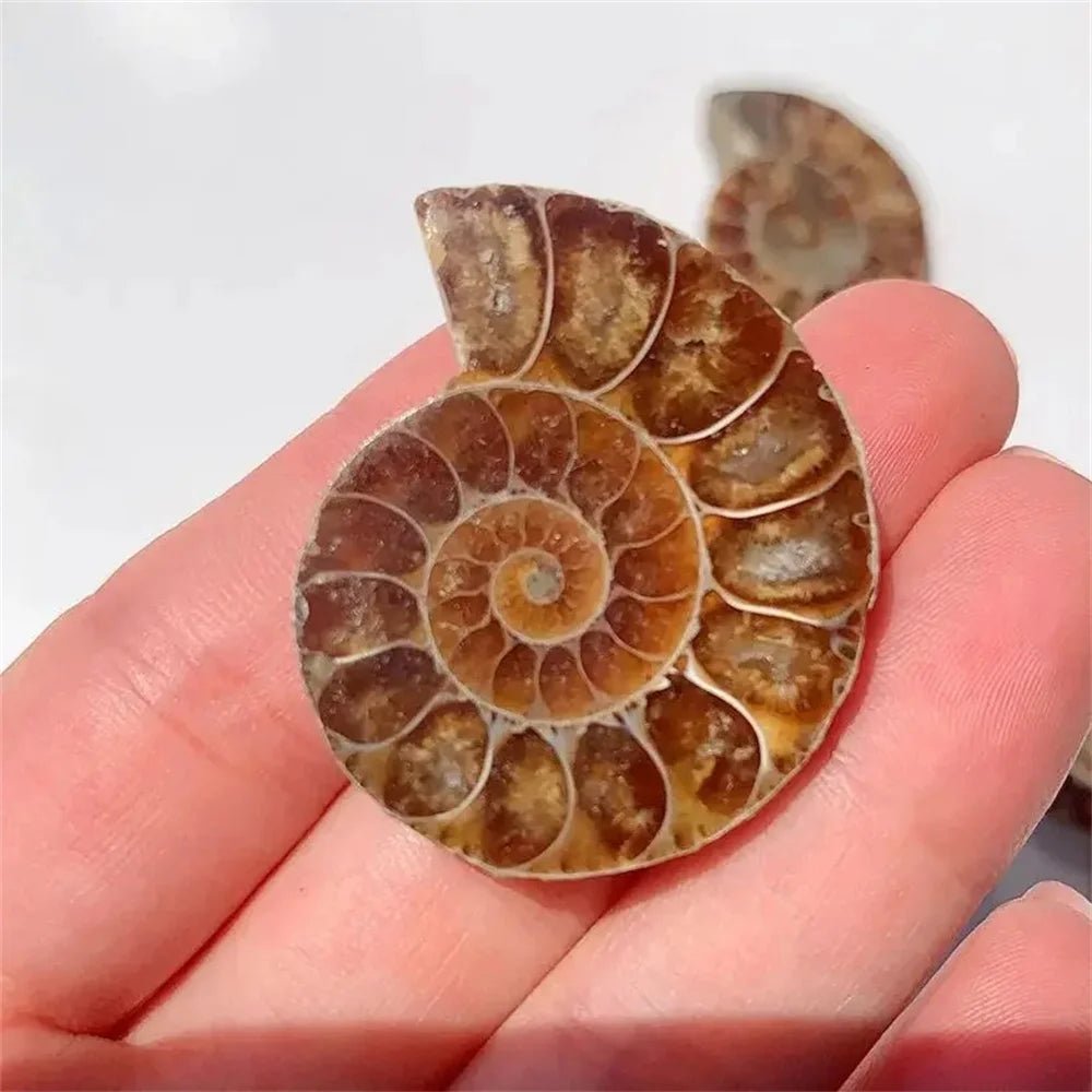 Natural Crystal Slice Mineral Specimen Gemstone Healing Quartz Rare Home Decoration Gifts Fengshui Ammonite Slice Collection - Gemtopia